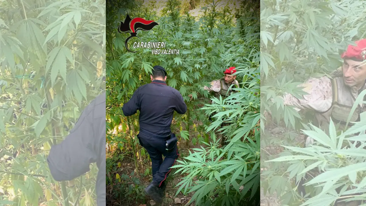 Maxi piantagione di cannabis nelle campagne di Nardodipace: sequestrate e distrutte 476 piante\n