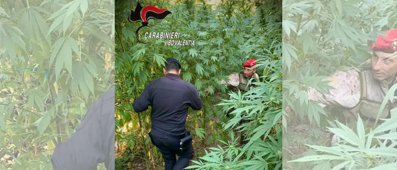 Maxi piantagione di cannabis nelle campagne di Nardodipace: sequestrate e distrutte 476 piante\n