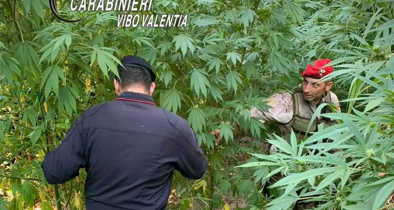 Maxi piantagione di cannabis nelle campagne di Nardodipace: sequestrate e distrutte 476 piante\n