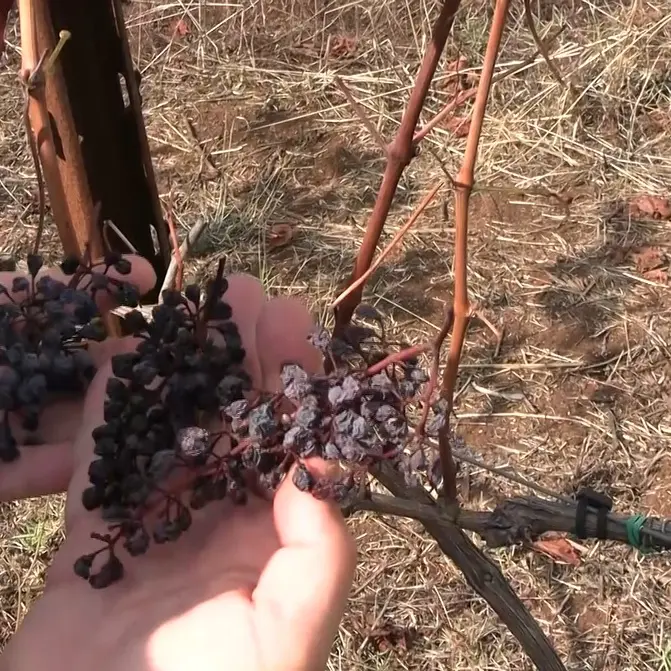 «Qui il sole non ha dato scampo», viaggio tra le vigne in Calabria: l’estate torrida (e i cinghiali) condizionano la vendemmia\n
