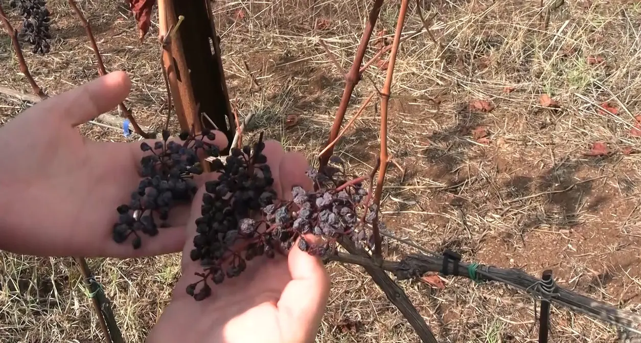 <p>«Qui <span style=\"color:hsl(0, 75%, 60%);\">il sole non ha dato scampo</span>», viaggio tra le vigne in Calabria: l’estate torrida (e i cinghiali) condizionano la vendemmia</p>
