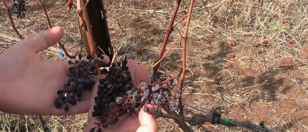 «Qui il sole non ha dato scampo», viaggio tra le vigne in Calabria: l’estate torrida (e i cinghiali) condizionano la vendemmia\n