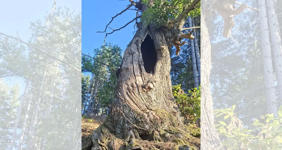 Castagni monumentali, il WWF chiede a Calabria Verde interventi urgenti e tempi certi\n