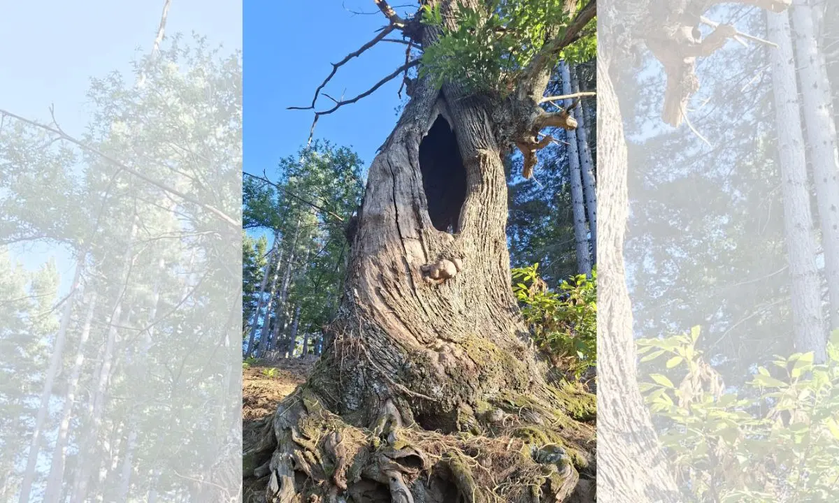 Castagni monumentali, il WWF chiede a Calabria Verde interventi urgenti e tempi certi\n