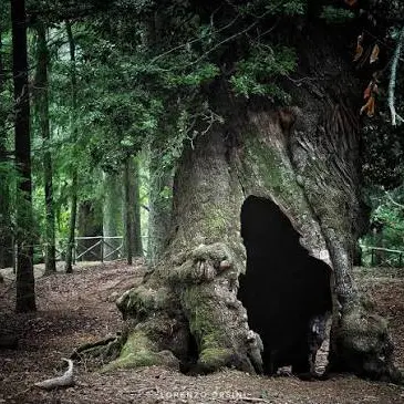 Sila Greca, l’allarme del Wwf per i castagni millenari: «A rischio la sopravvivenza dei patriarchi»