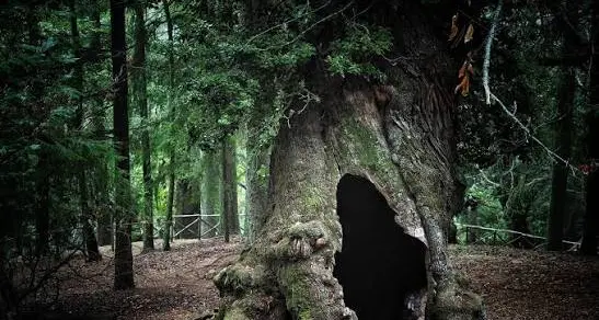 Sila Greca, l’allarme del Wwf per i castagni millenari: «A rischio la sopravvivenza dei patriarchi»