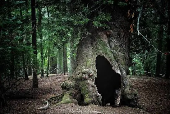Sila Greca, l’allarme del Wwf per i castagni millenari: «A rischio la sopravvivenza dei patriarchi»