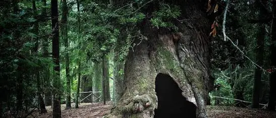 Sila Greca, l’allarme del Wwf per i castagni millenari: «A rischio la sopravvivenza dei patriarchi»