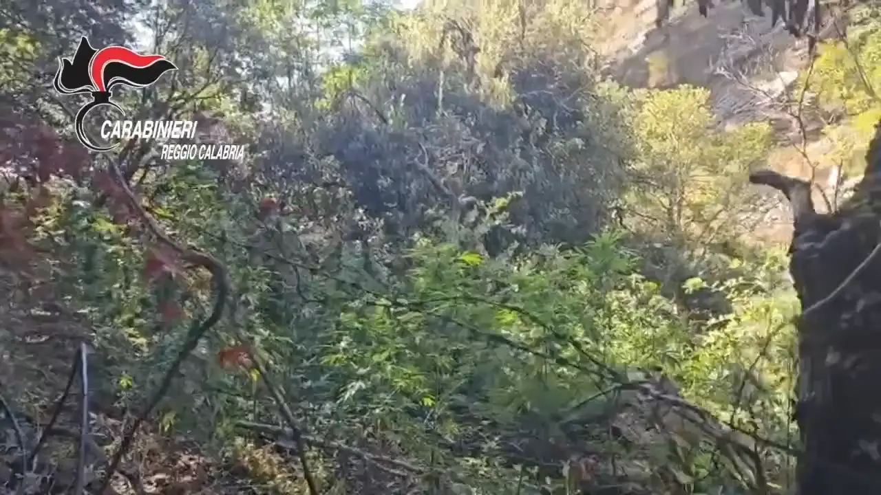Scoperte piantagioni di marijuana tra Aspromonte e Preserre