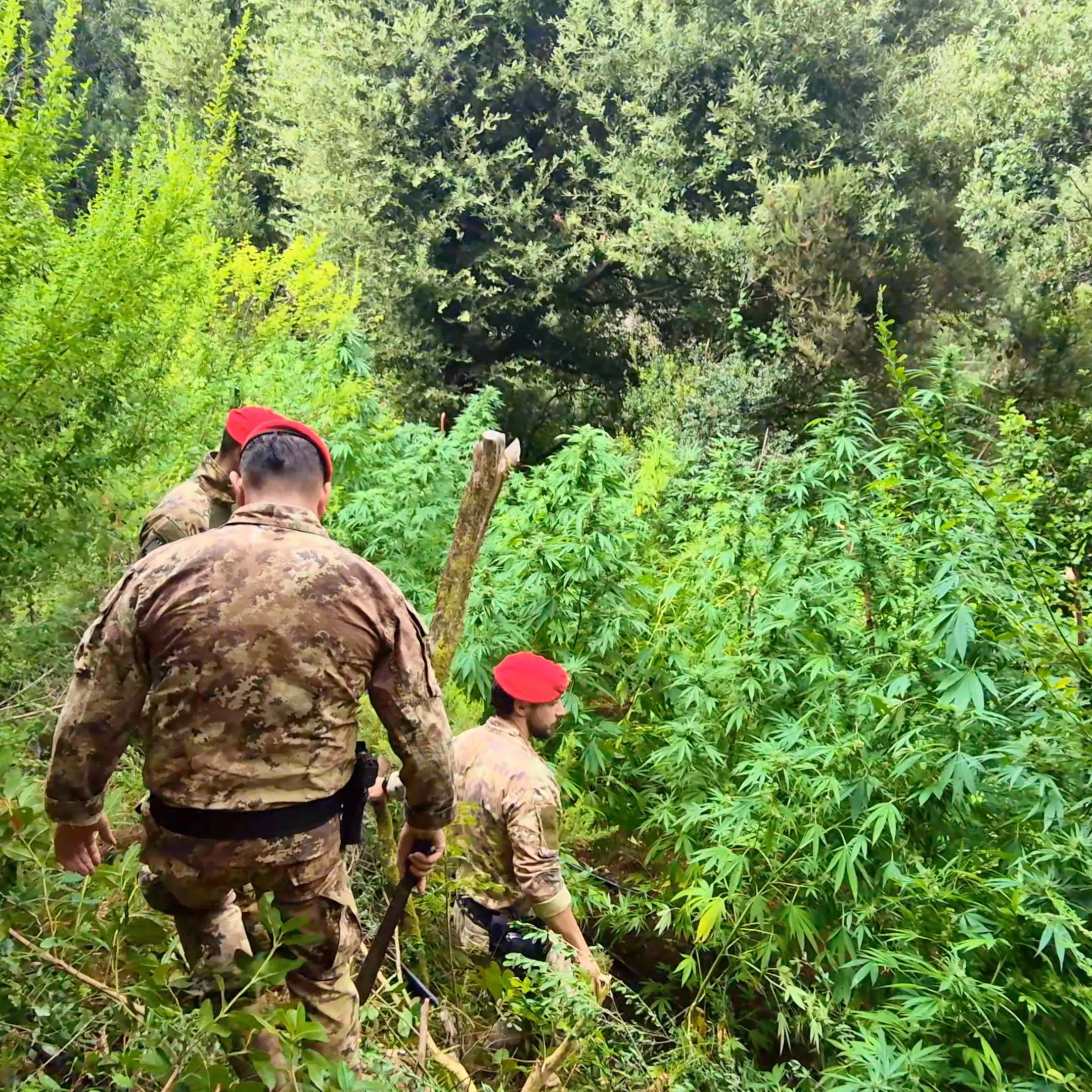 <p>Coltivazioni di marijuana tra i boschi dell’Aspromonte e delle Preserre, avrebbero fruttato più di un milione di euro: due arresti</p>