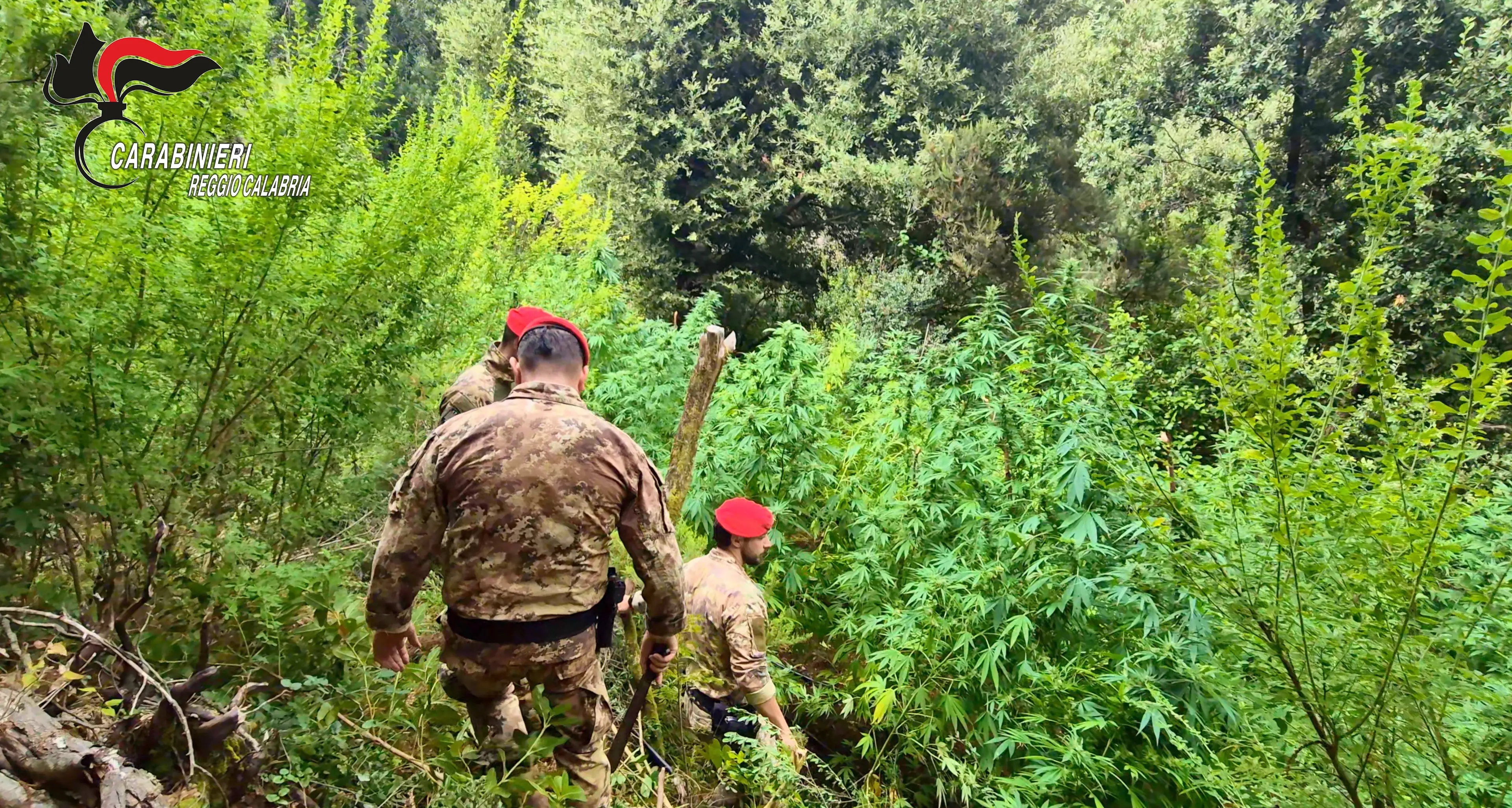 Coltivazioni di marijuana tra i boschi dell’Aspromonte e delle Preserre,\u00A0avrebbero fruttato più di un milione di euro: due arresti\n