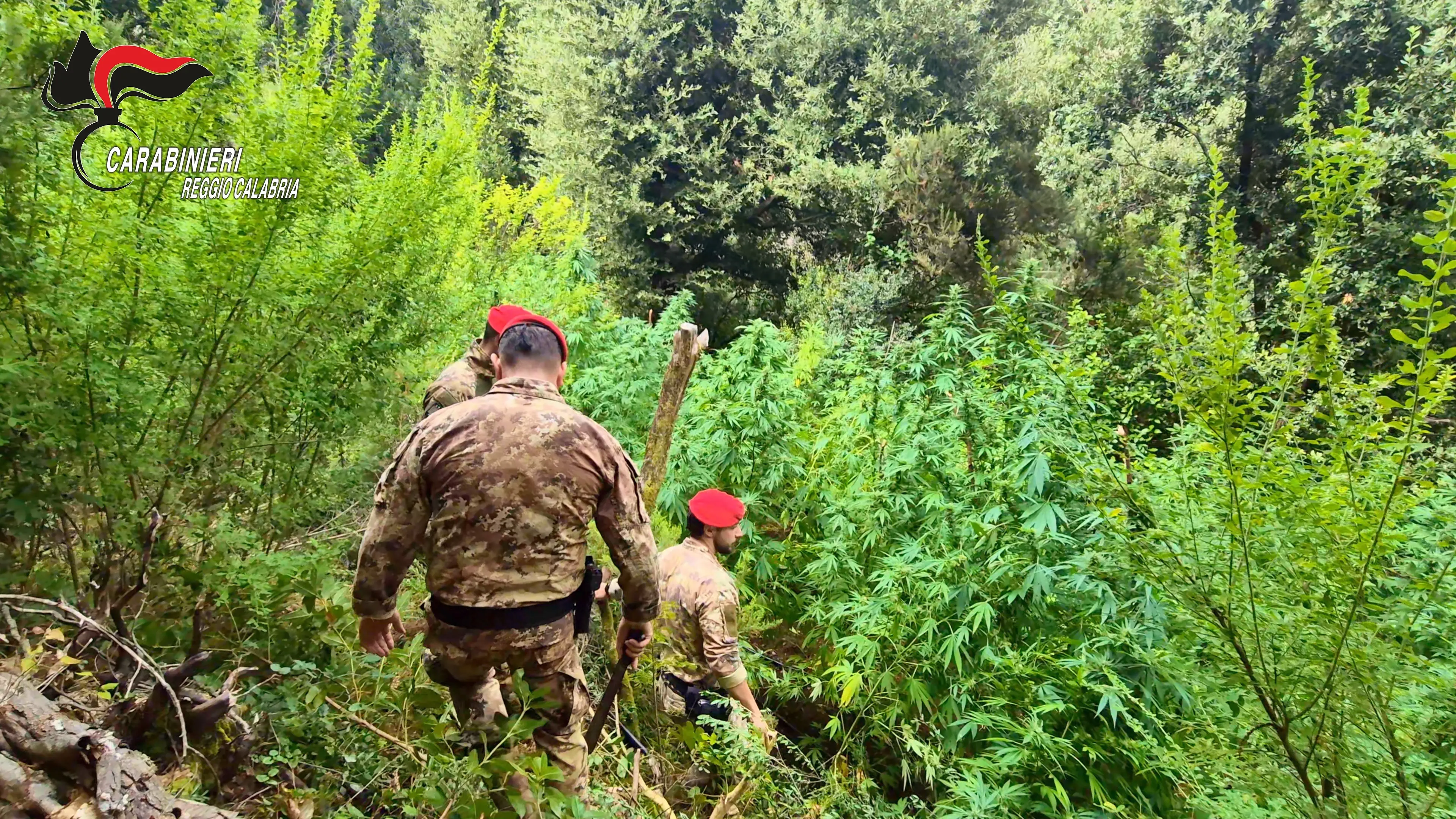 Coltivazioni di marijuana tra i boschi dell’Aspromonte e delle Preserre,\u00A0avrebbero fruttato più di un milione di euro: due arresti\n