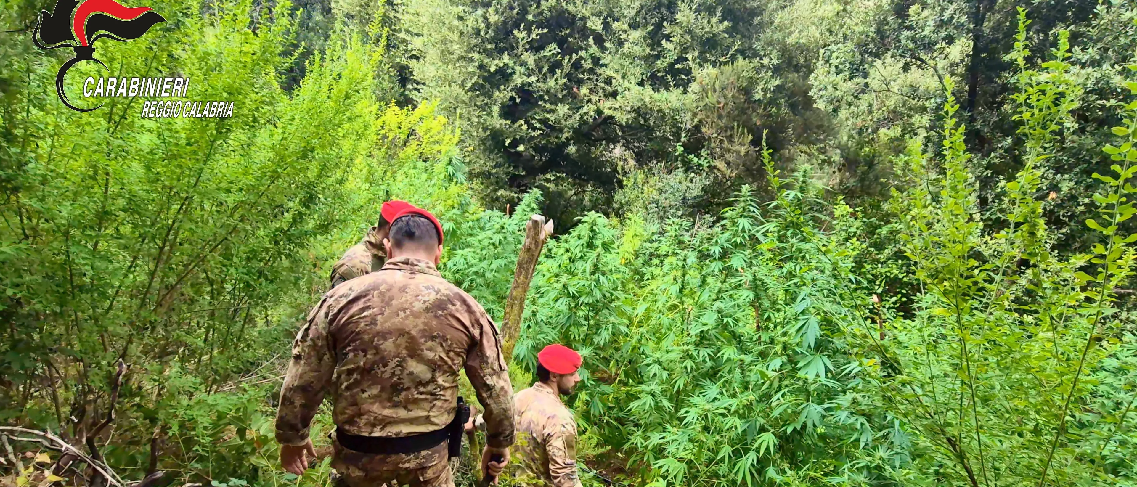 Coltivazioni di marijuana tra i boschi dell’Aspromonte e delle Preserre,\u00A0avrebbero fruttato più di un milione di euro: due arresti\n