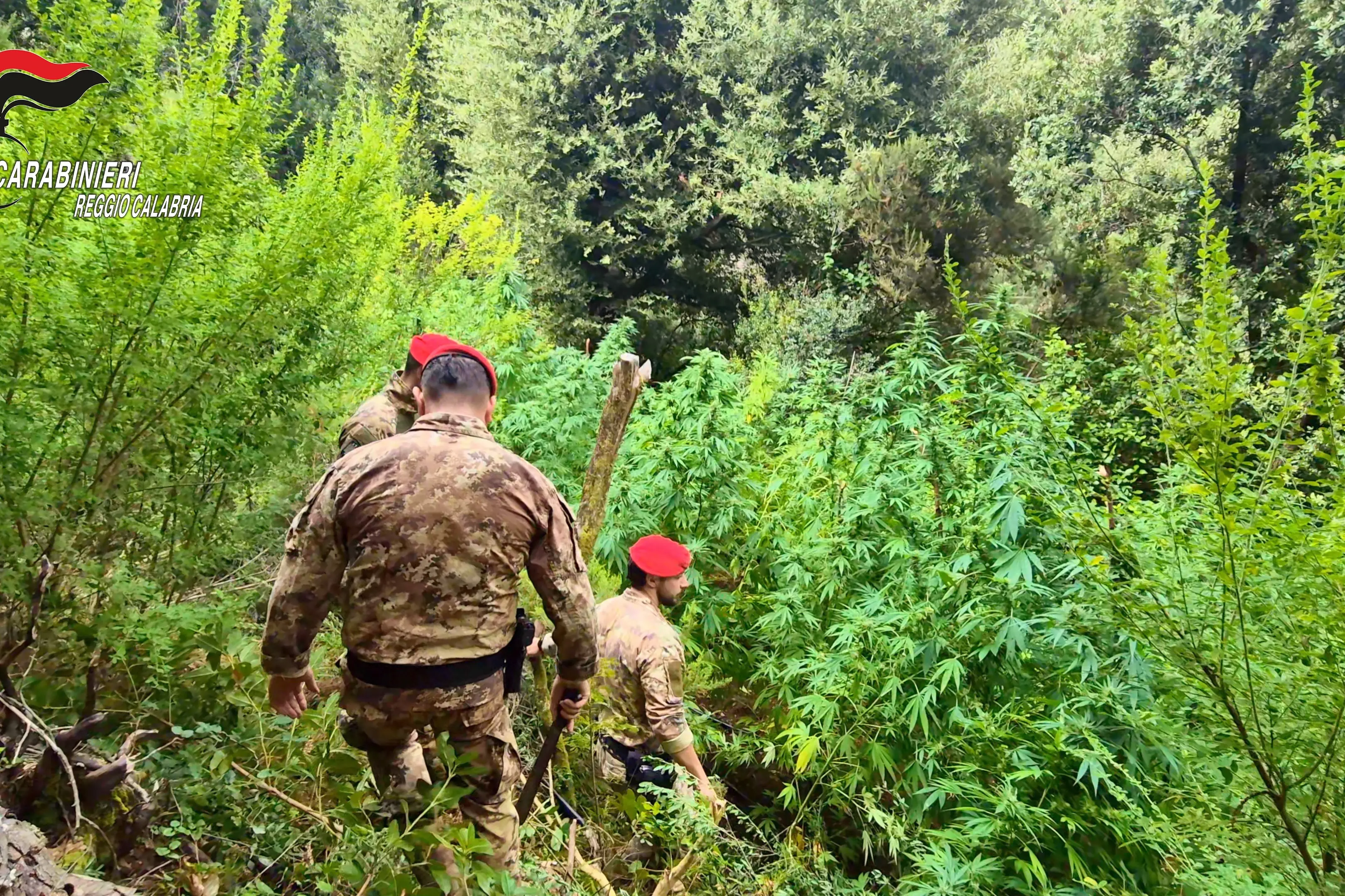 <p>Coltivazioni di marijuana tra i boschi delle Preserre vibonesi, avrebbero fruttato più di un milione di euro: due arresti</p>