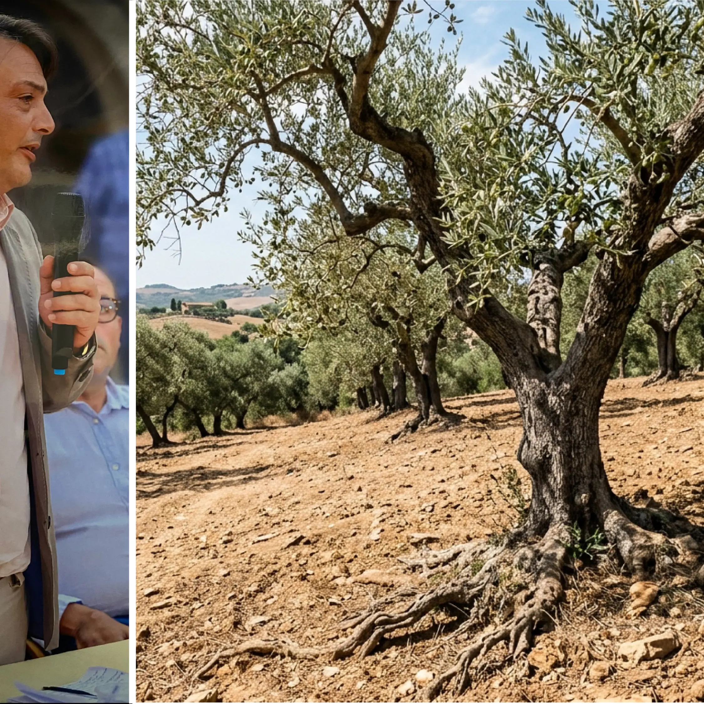 Crisi olivicola, Borrelli boccia la Cambiale Frantoi: «Basta debiti, servono aiuti a fondo perduto»