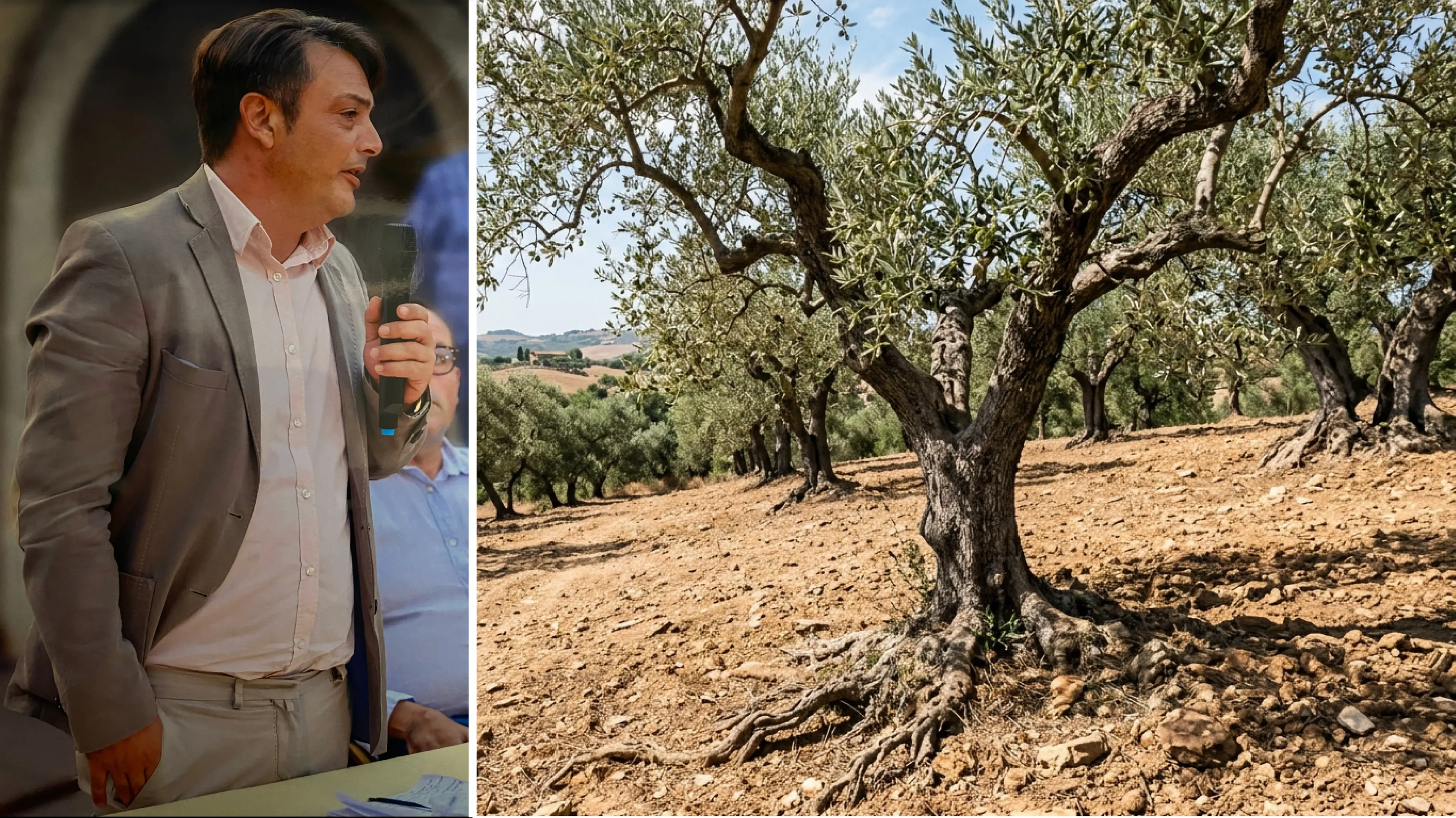 Crisi olivicola, Borrelli boccia la Cambiale Frantoi: «Basta debiti, servono aiuti a fondo perduto»