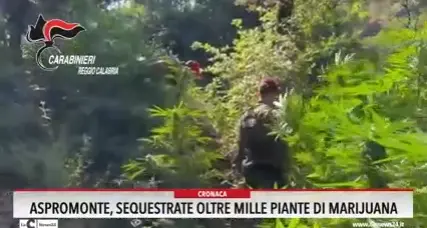 Aspromonte, sequestrate oltre mille piante di marijuana