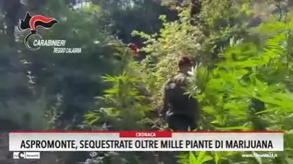 Aspromonte, sequestrate oltre mille piante di marijuana