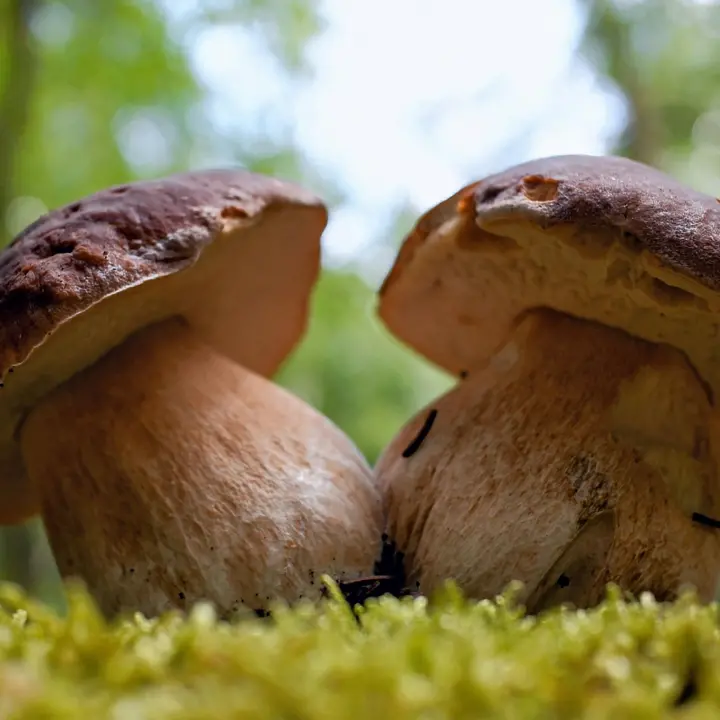 Dispersi per funghi in Sila, salvati due amici di 84 e 94 anni\n
