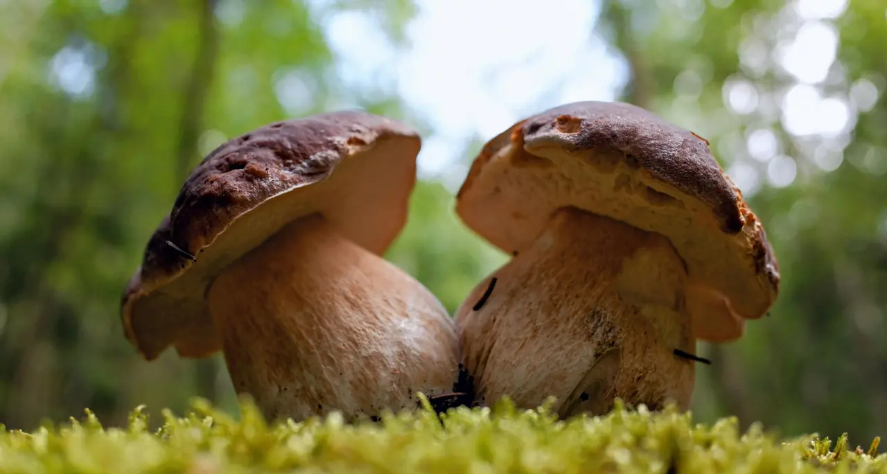 Dispersi per funghi in Sila, salvati due amici di 84 e 94 anni\n