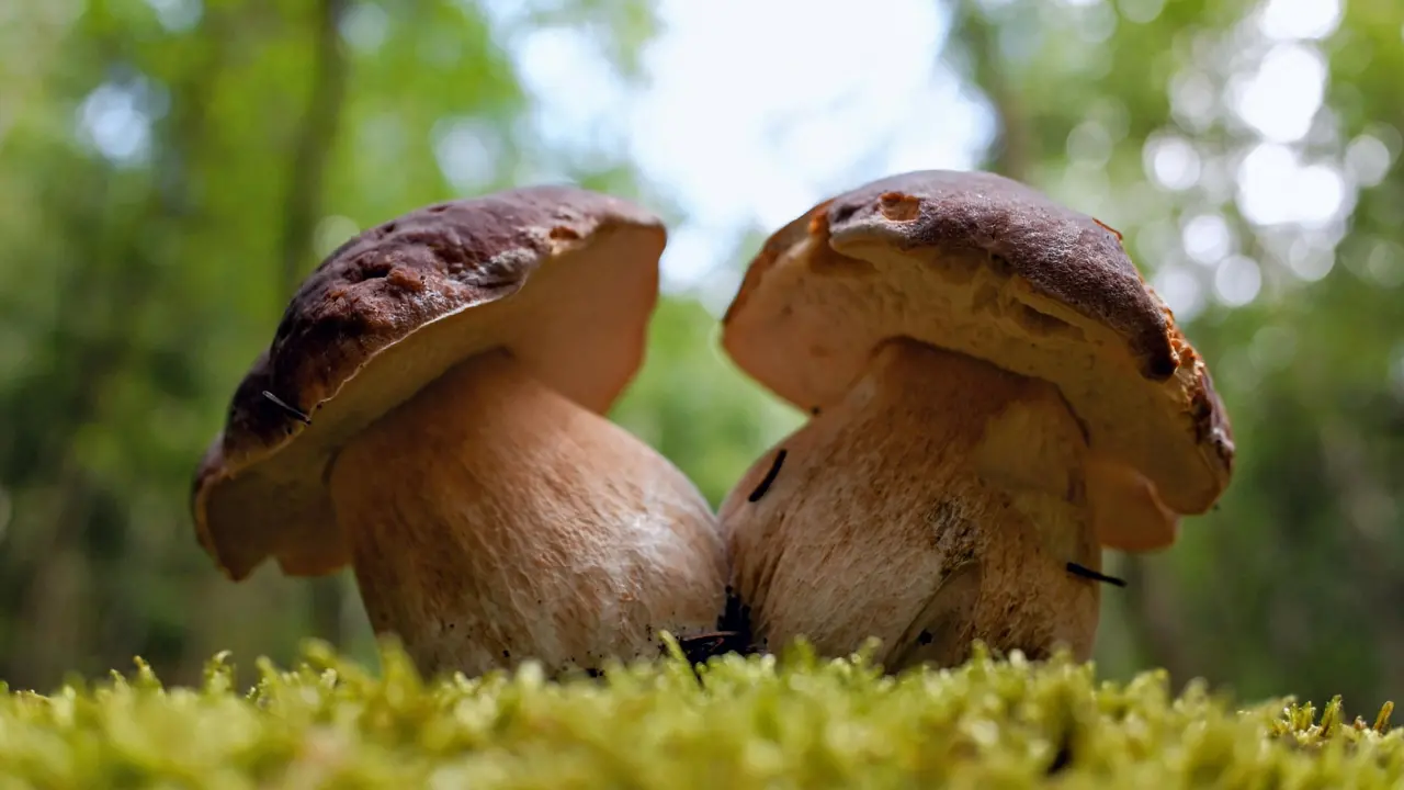 Dispersi per funghi in Sila, salvati due amici di 84 e 94 anni\n