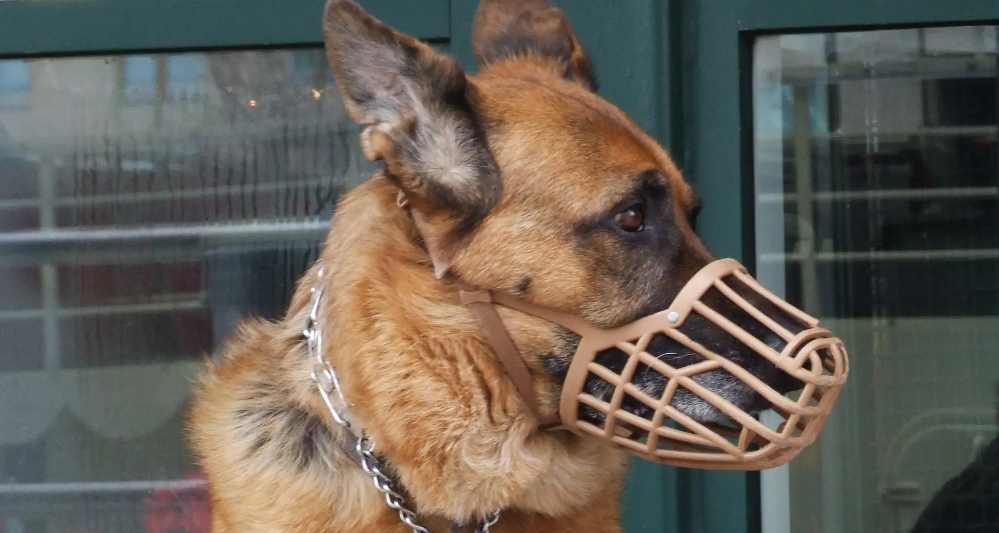 Rende, museruola e guinzaglio obbligatori per i cani di grossa taglia\n