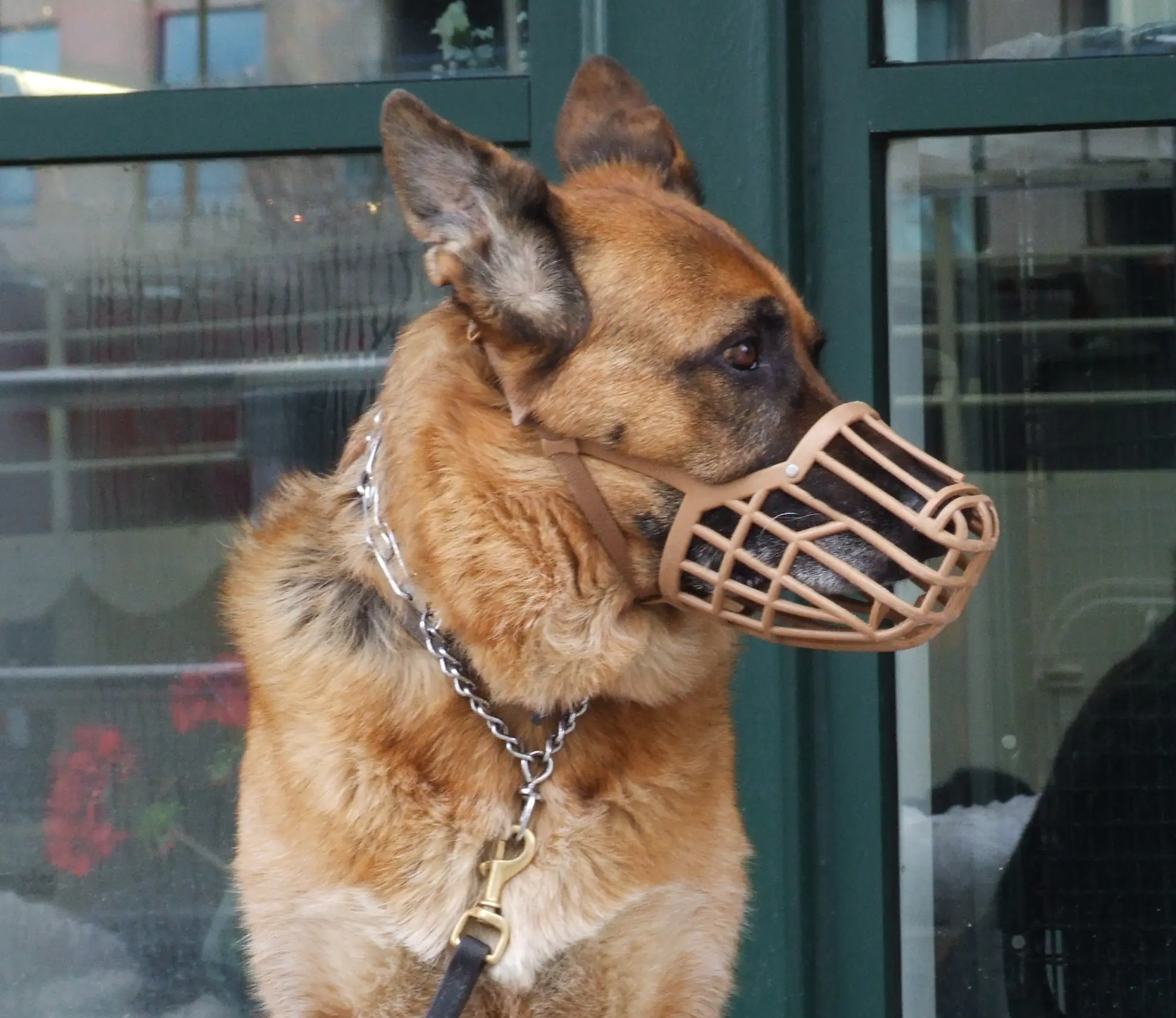 Rende, museruola e guinzaglio obbligatori per i cani di grossa taglia\n