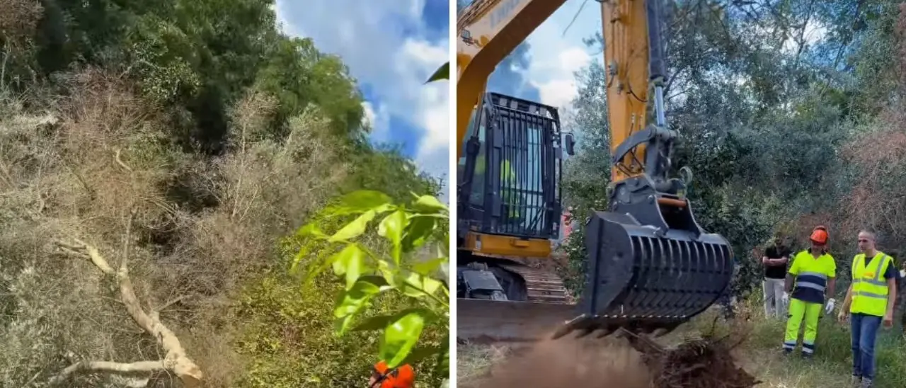 Xylella in Calabria, a Taurianova scatta l’eradicazione: via le prime piante infette e quelle nel raggio di 80 metri
