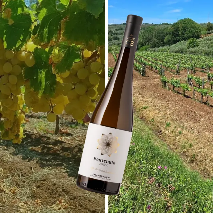Un vino vibonese tra i sei migliori della Calabria secondo Gambero Rosso: lo Zibibbo di Francavilla conquista i Tre bicchieri\n