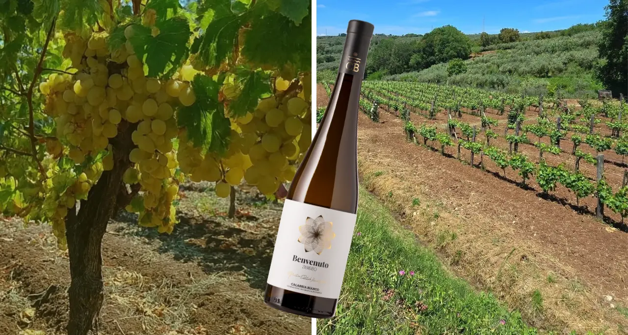 Un vino vibonese tra i sei migliori della Calabria secondo Gambero Rosso: lo Zibibbo di Francavilla conquista i Tre bicchieri\n