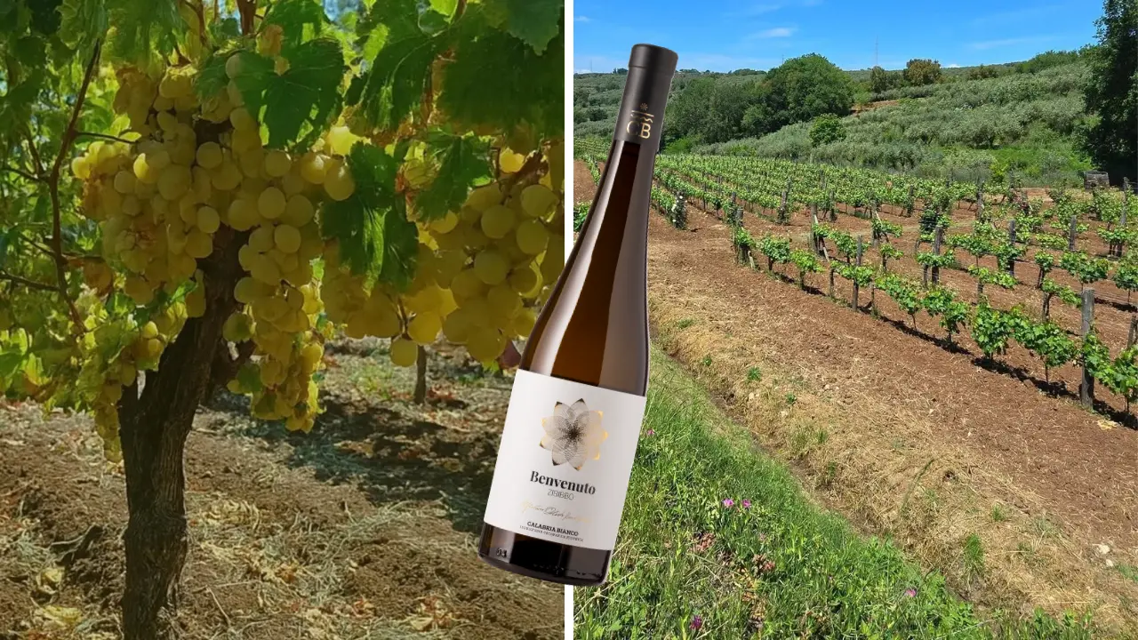 Un vino vibonese tra i sei migliori della Calabria secondo Gambero Rosso: lo Zibibbo di Francavilla conquista i Tre bicchieri\n