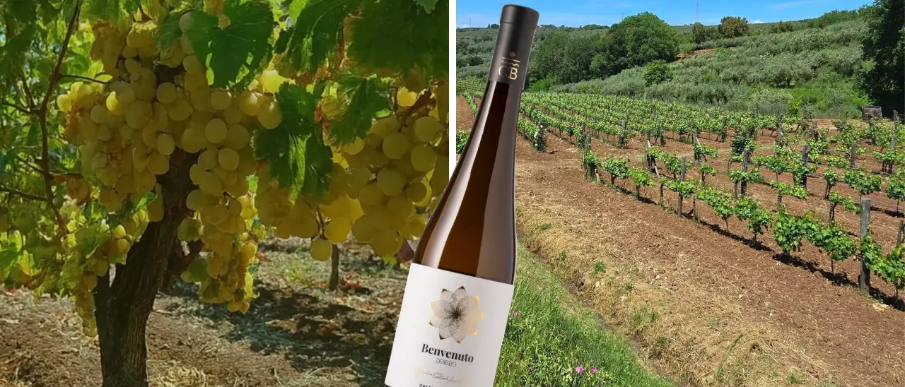 Un vino vibonese tra i sei migliori della Calabria secondo Gambero Rosso: lo Zibibbo di Francavilla conquista i Tre bicchieri\n