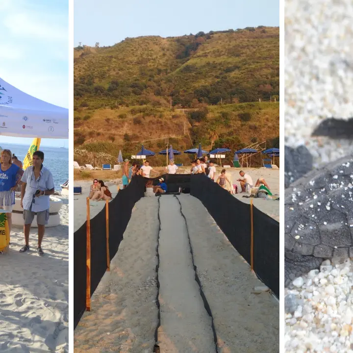 Spiagge vibonesi “culla” delle tartarughe:\u00A0circa 300 piccoli di Caretta caretta accompagnati in mare tra Ricadi, Parghelia e Zambrone durante l’estate\n