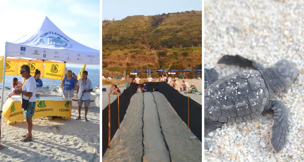 Spiagge vibonesi “culla” delle tartarughe:\u00A0circa 300 piccoli di Caretta caretta accompagnati in mare tra Ricadi, Parghelia e Zambrone durante l’estate\n