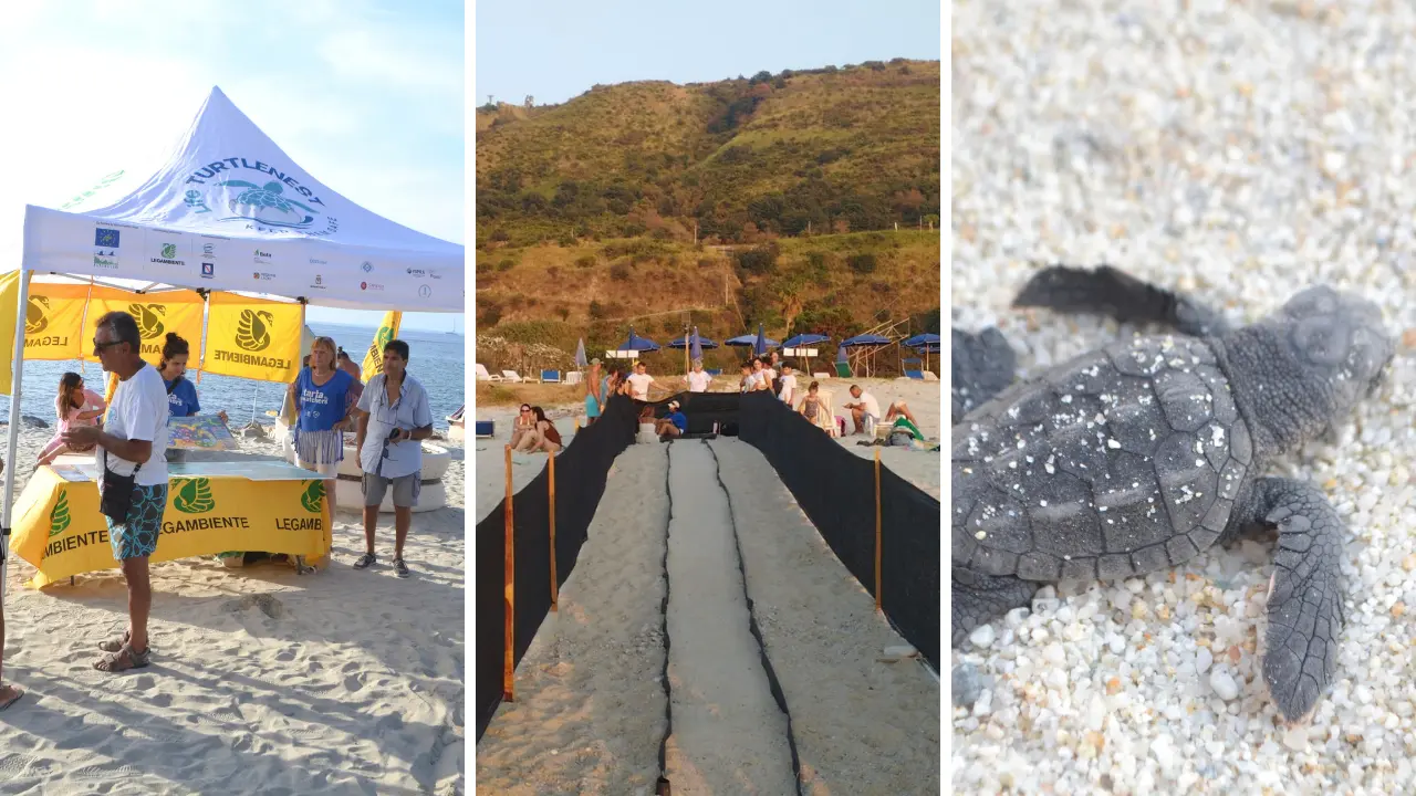 Spiagge vibonesi “culla” delle tartarughe:\u00A0circa 300 piccoli di Caretta caretta accompagnati in mare tra Ricadi, Parghelia e Zambrone durante l’estate\n