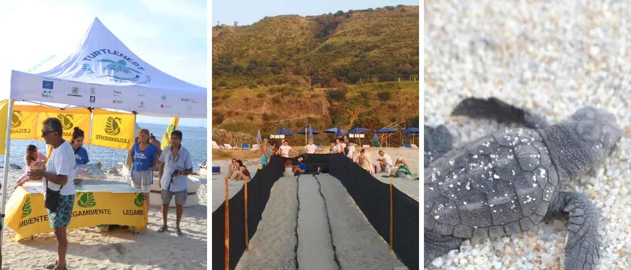 Spiagge vibonesi “culla” delle tartarughe:\u00A0circa 300 piccoli di Caretta caretta accompagnati in mare tra Ricadi, Parghelia e Zambrone durante l’estate\n