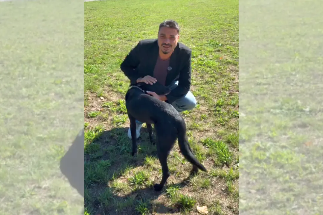Da randagi a cani di quartiere,\u00A0Serra San Bruno avvia una campagna di sterilizzazione in collaborazione con l’Asp di Vibo\n