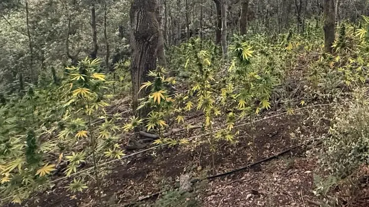 I carabinieri di Serra e i Cacciatori di Calabria\u00A0scoprono una piantagione di cannabis a San Giovanni di Gerace\n