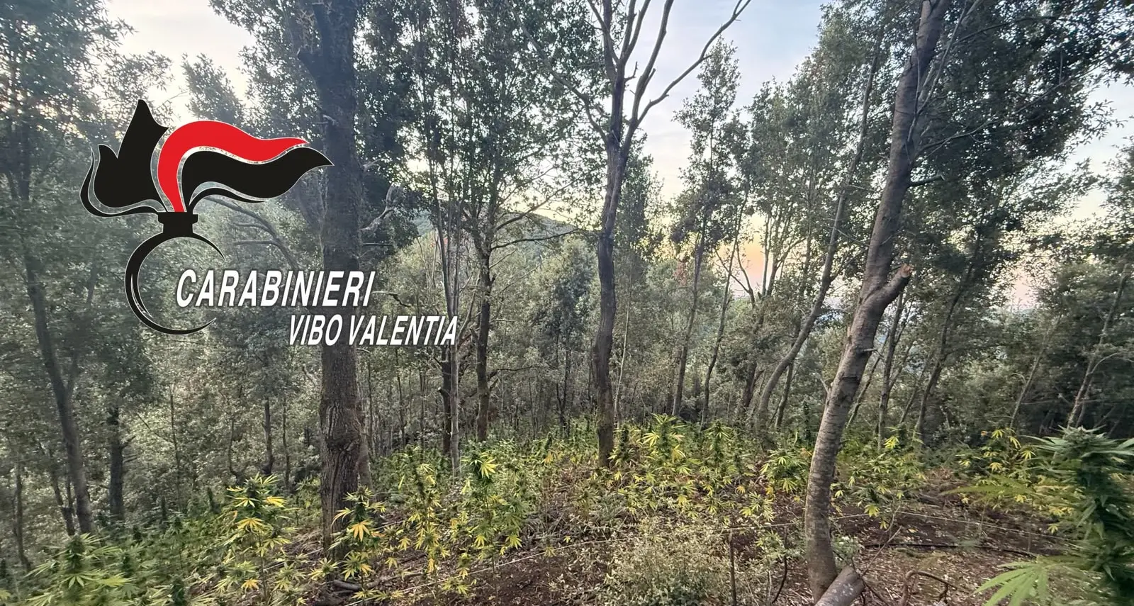 I carabinieri di Serra e i Cacciatori di Calabria\u00A0scoprono una piantagione di cannabis a San Giovanni di Gerace\n