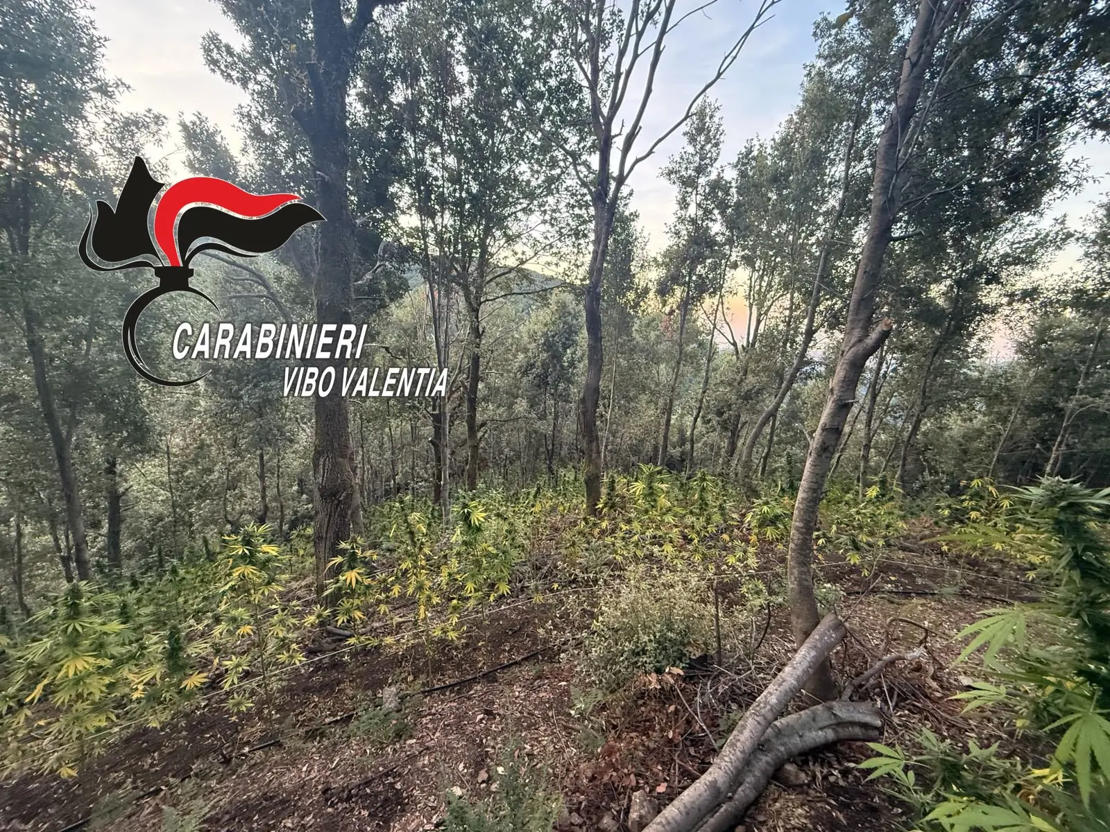 I carabinieri di Serra e i Cacciatori di Calabria\u00A0scoprono una piantagione di cannabis a San Giovanni di Gerace\n