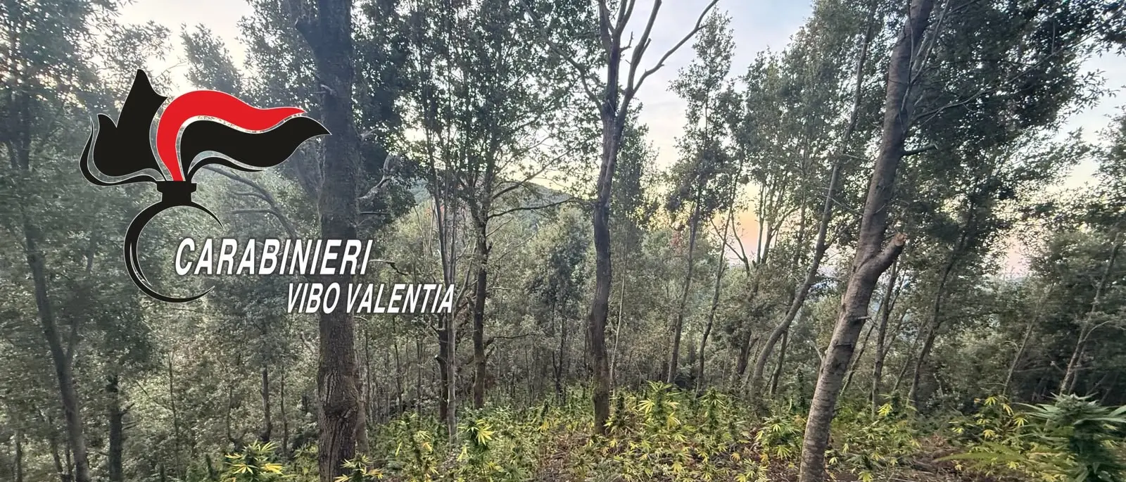 I carabinieri di Serra e i Cacciatori di Calabria\u00A0scoprono una piantagione di cannabis a San Giovanni di Gerace\n