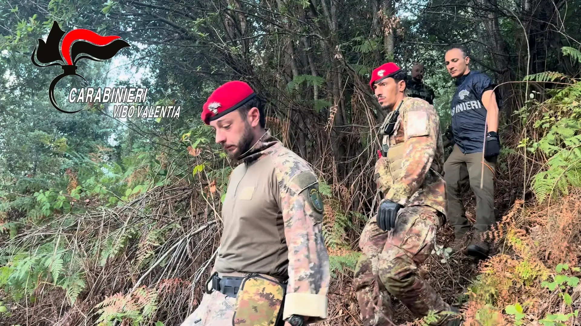 <p>A San Giovanni di Gerace scoperta una coltivazione di cannabis, 550 le piante trovate e distrutte</p>