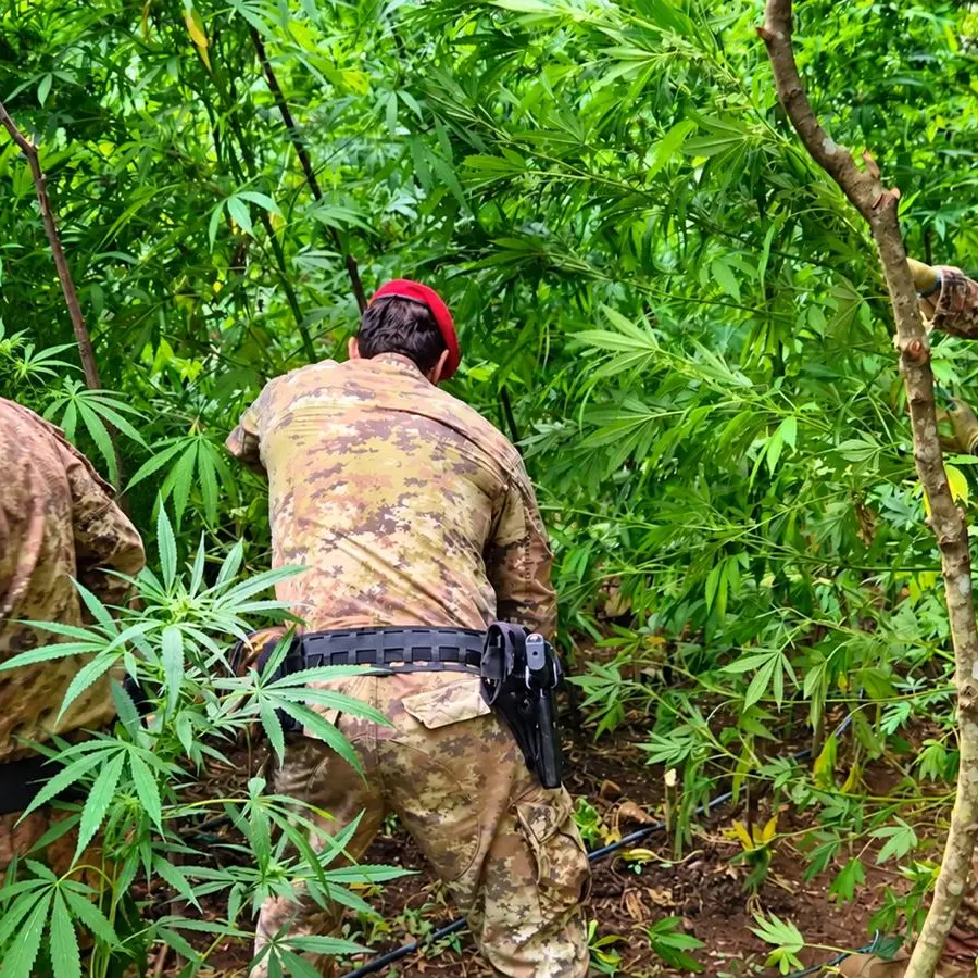 Oltre 2mila piante di marijuana scoperte nelle Locride, avrebbero fruttato due milioni di euro\n
