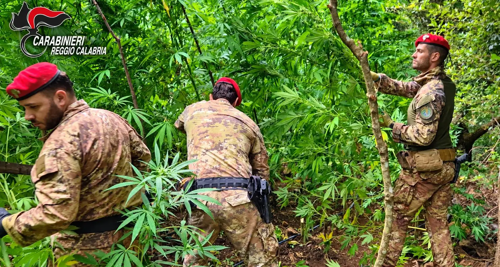 Scoperta piantagione di marijuana a Gioiosa Ionica, avrebbe fruttato oltre due milioni di euro\n