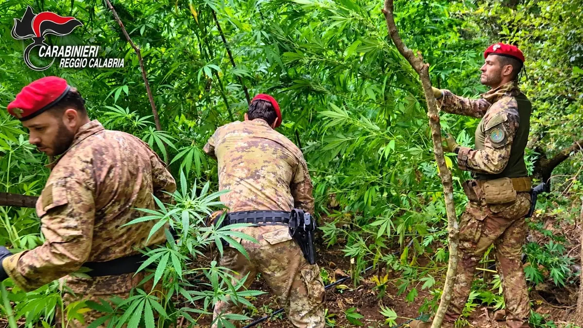 Gioiosa Ionica, piante di canapa indiana alte fino a 4 metri: carabinieri scoprono\u00A0una piantagione nelle Preserre calabresi