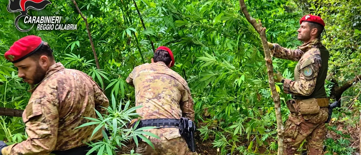 Gioiosa Ionica, piante di canapa indiana alte fino a 4 metri: carabinieri scoprono\u00A0una piantagione nelle Preserre calabresi