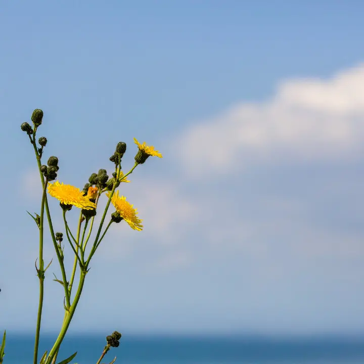 <p>Meteo, torna il bel tempo: fine settimana di sole e temperature fino a 26 gradi</p>
