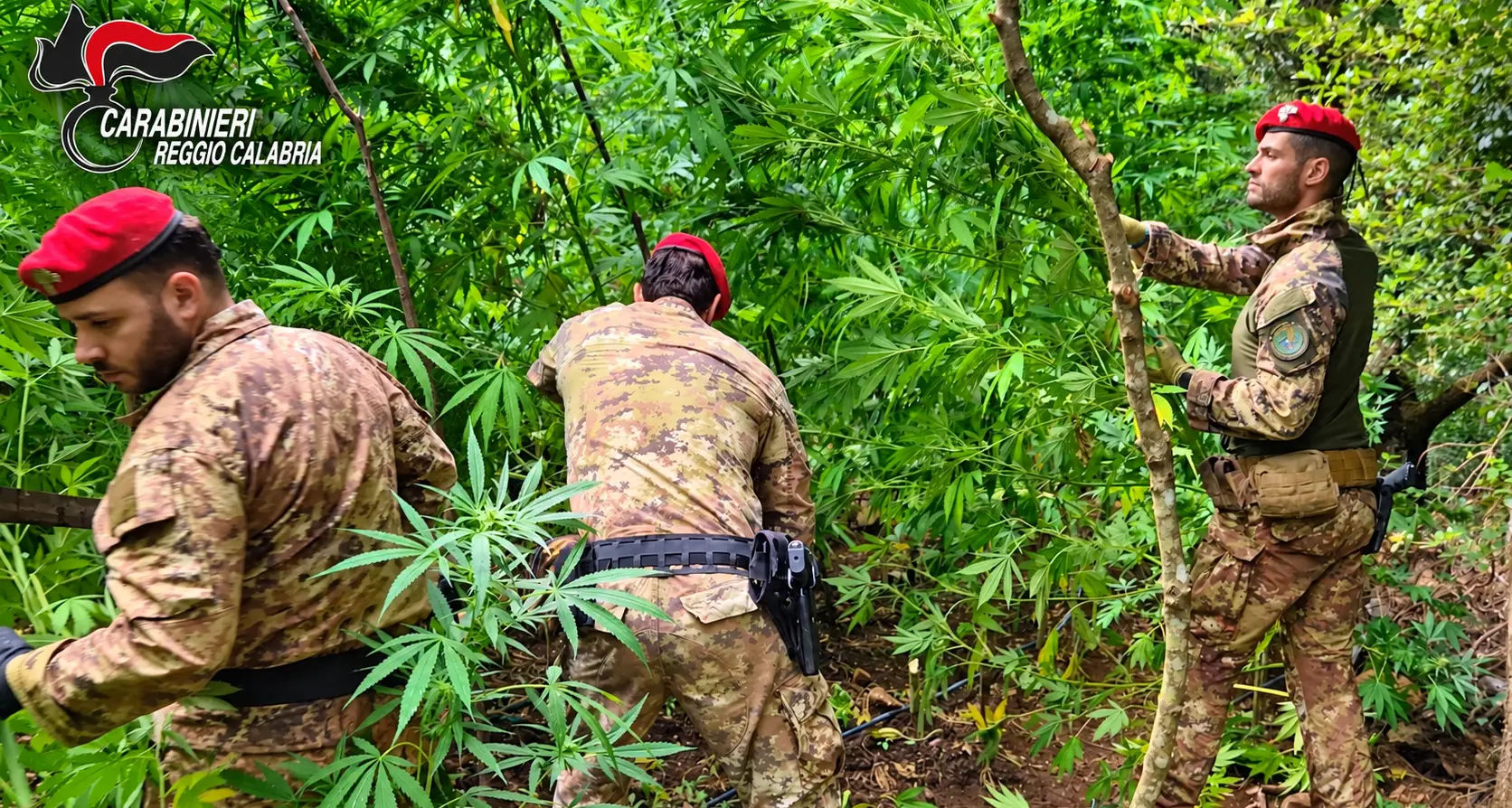 Piantagione di marijuana tra i boschi delle Preserre, scoperte 300 piante alte fino a 4 metri\n