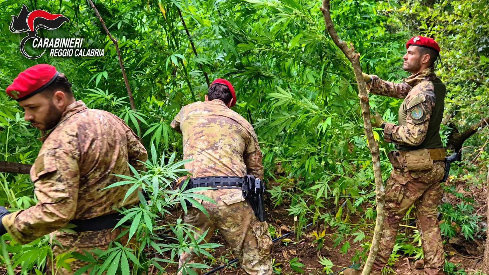 Piantagione di marijuana tra i boschi delle Preserre, scoperte 300 piante alte fino a 4 metri\n