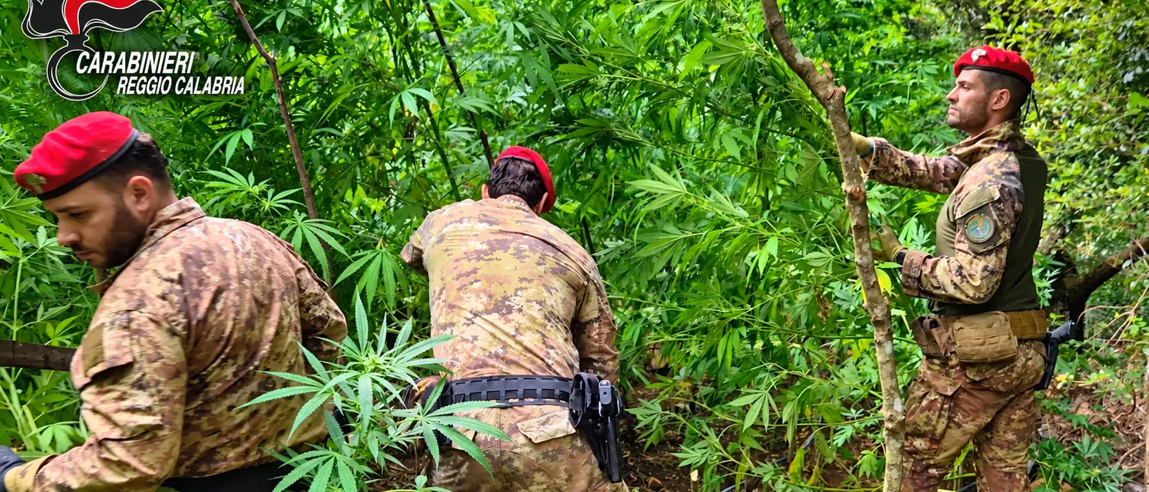 Piantagione di marijuana tra i boschi delle Preserre, scoperte 300 piante alte fino a 4 metri\n